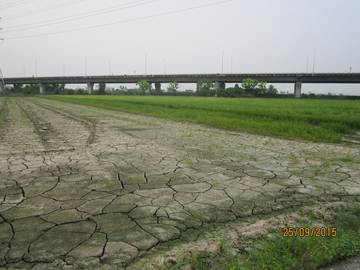 新市大洲3.3分農地